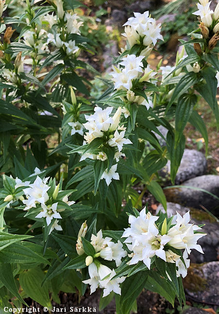 Gentiana ascleapiadea 'Alba', metskatkero